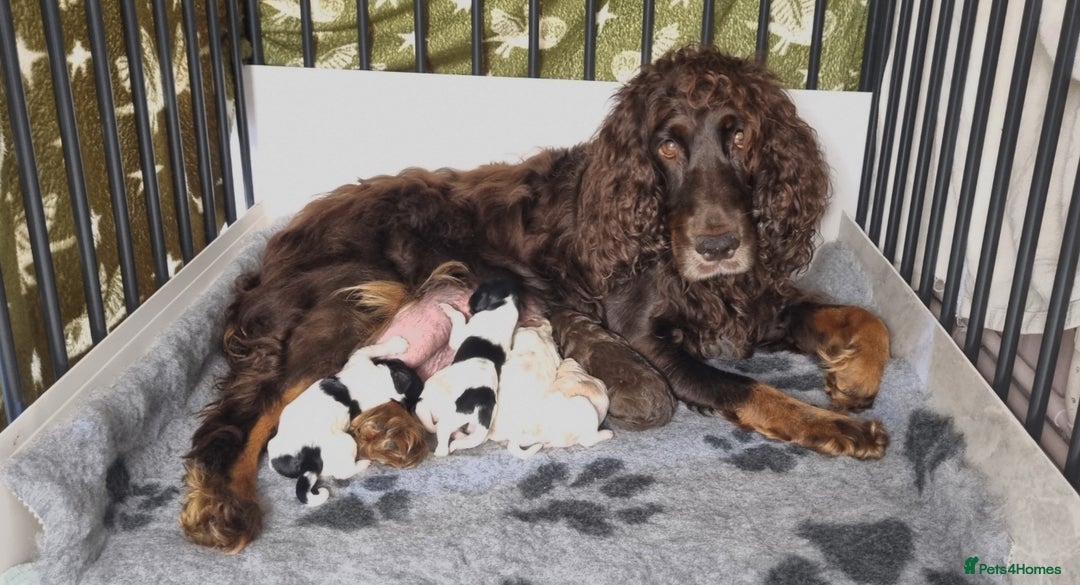 Cockapoo dogs for sale: Beautiful F1 Cockapoos - Image 14