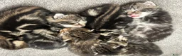 Mixed Breed cats for sale: Mixed tabby and bengal kittens  in Tamworth - Advert 5