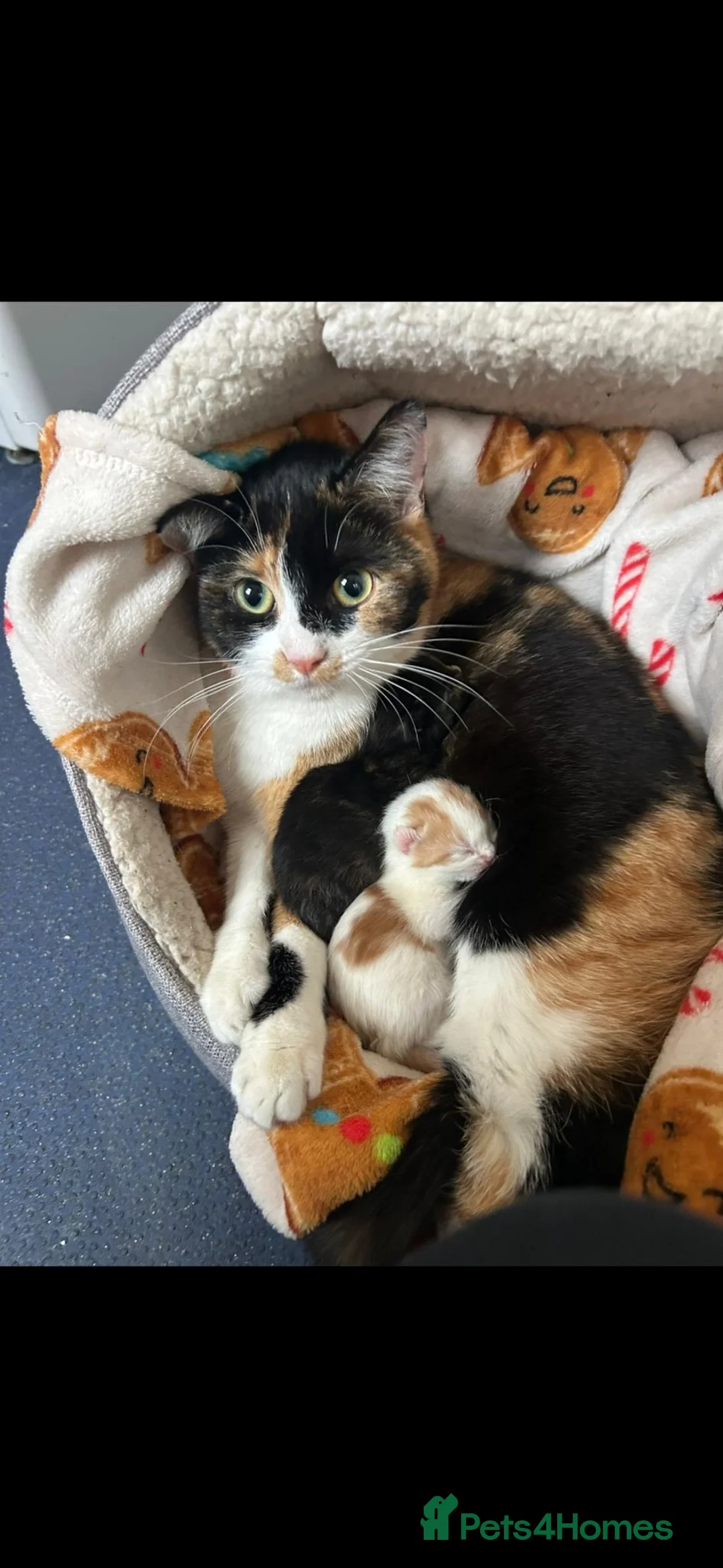 Mixed Breed cats for sale: Kittens - Advert 2