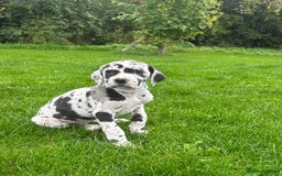 Great Dane dogs for sale: Outstanding litter of Great Danes  - Image 8