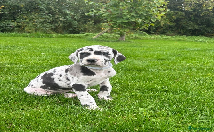 Great Dane dogs - Advert 2