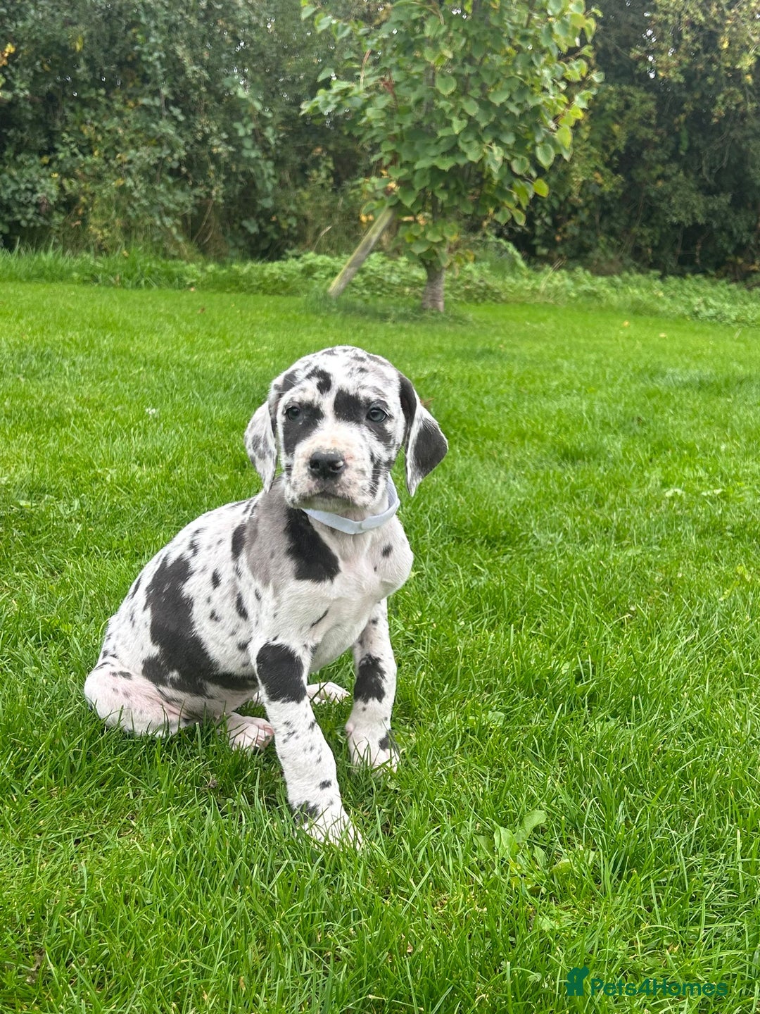 Great Dane dogs for sale: Outstanding litter of Great Danes  - Image 8
