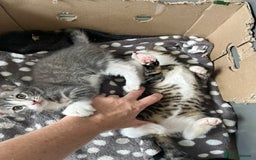 Mixed Breed cats for sale: 1 x Stunning Beautiful Girl Kitten Ready NOW - Image 11