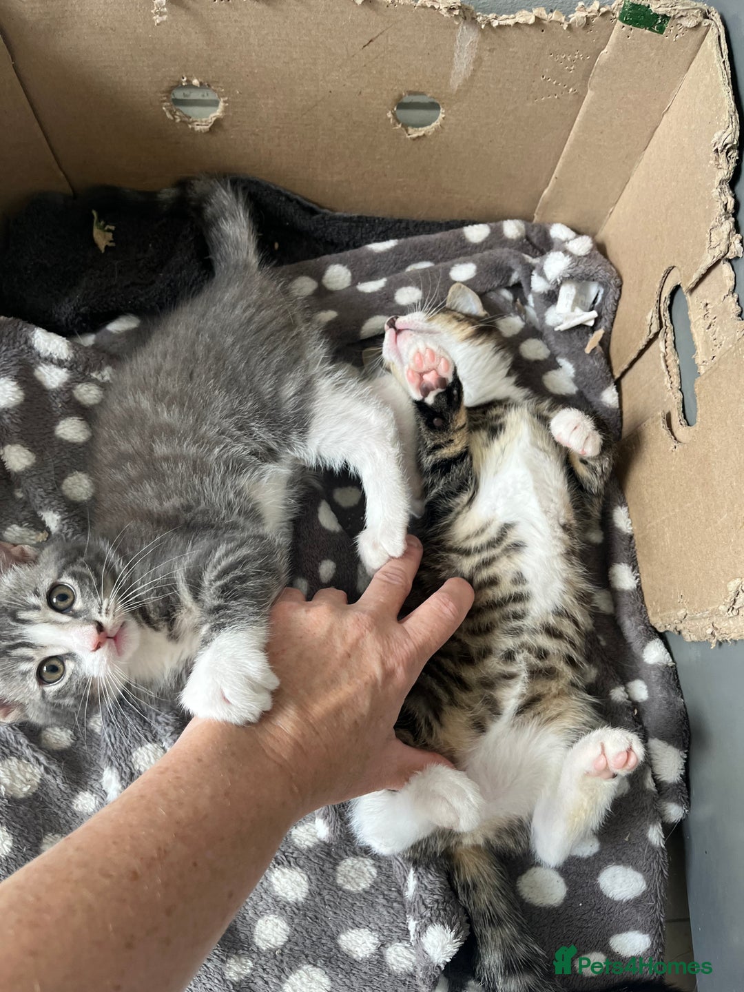 Mixed Breed cats for sale: 1 x Stunning Beautiful Girl Kitten Ready NOW - Image 11
