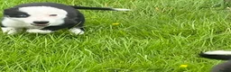 Border Collie dogs for sale: Beautiful border collie bitch pup  in Strathaven - Advert 2