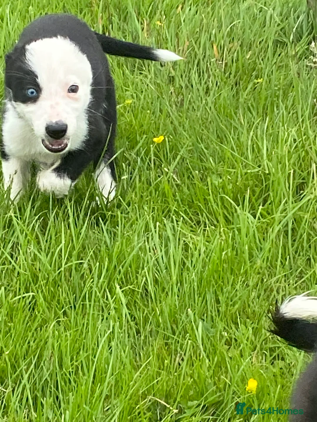 Border Collie dogs for sale: Beautiful border collie bitch pup  in Strathaven - Advert 2