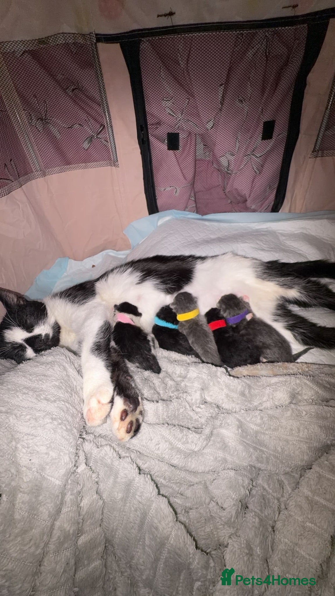 Mixed Breed cats 5 newborn kittens for sale - Advert 1