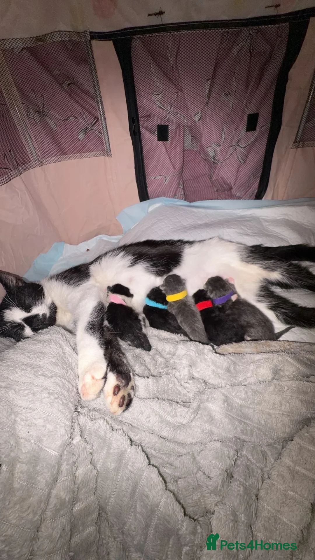 Mixed Breed cats for sale: 5 newborn kittens for sale in Burton-on-Trent - Advert 1