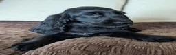 Cocker Spaniel dogs for sale: Health Tested KC Reg Showline Cocker Spaniel Pups - Advert 8