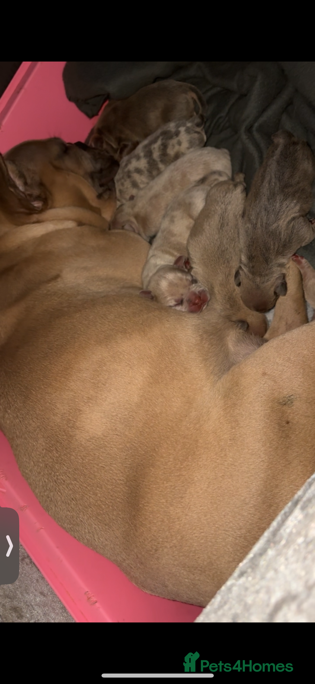 French Bulldog dogs for sale: French bulldog males left - Image 8