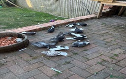 Pigeons birds for sale: Birmingham rollers  - Image 2