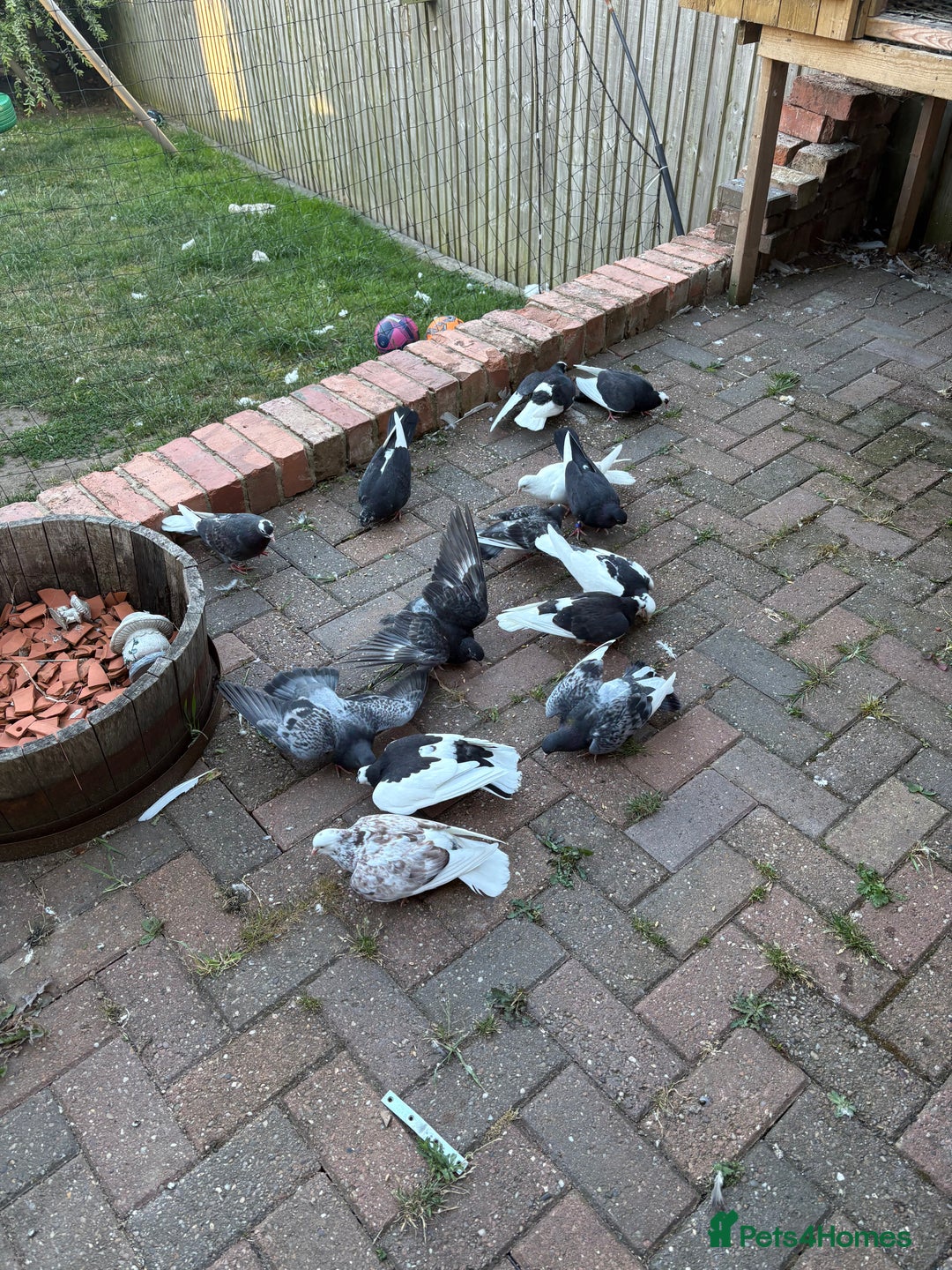Pigeons birds for sale: Birmingham rollers  - Image 2