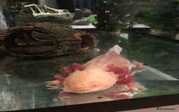 Other/Mixed Breed fish for sale: 5year old Axolotl  - Image 2