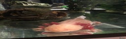 Other/Mixed Breed fish for sale: 5year old Axolotl  - Advert 2