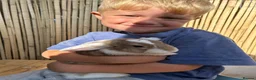 Mixed Breed rabbits for sale: Mixed breed male  - Advert 7