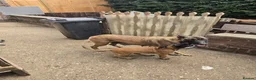 Belgian Shepherd Dog dogs for sale: Belgian Shepherd puppy in Scunthorpe - Advert 7