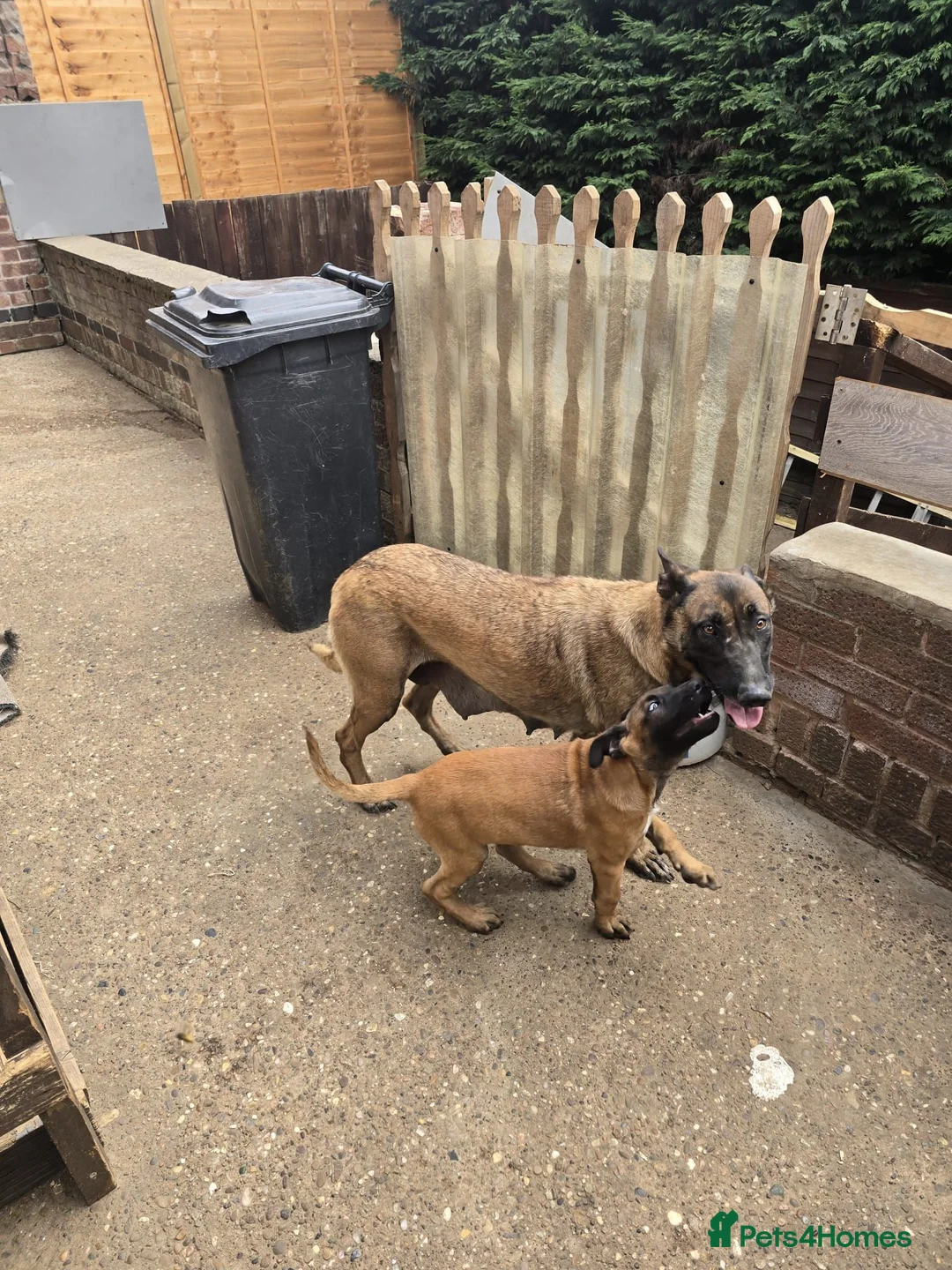 Belgian Shepherd Dog dogs for sale: Belgian Shepherd puppy in Scunthorpe - Advert 7