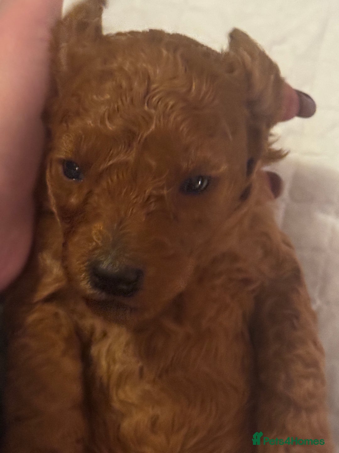 Miniature Poodle dogs for sale: KC Miniature Poodles- Bred for your family…   - Advert 7