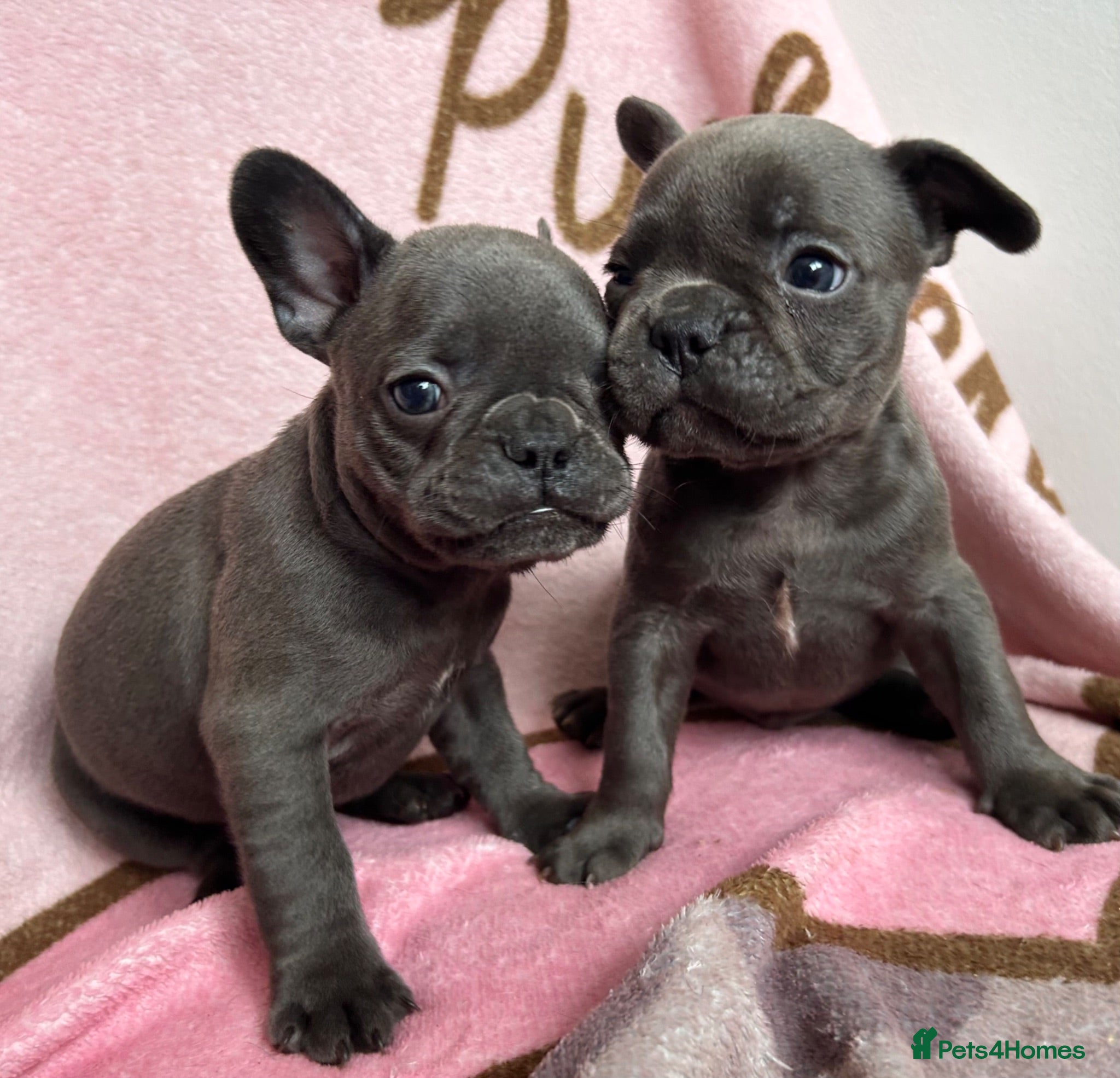 French Bulldog dogs Blue French bulldog puppies  - Advert 4