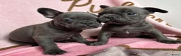 French Bulldog dogs for sale: Blue French bulldog puppies  - Advert 1