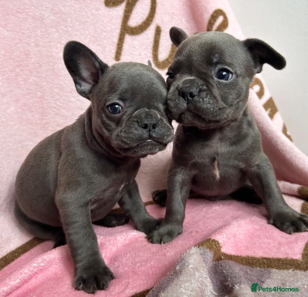 French Bulldog dogs for sale: Blue French bulldog puppies  - Advert 1