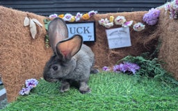 Continental Giant rabbits for sale: Pure Continental Giant Vaccinated  - Image 20