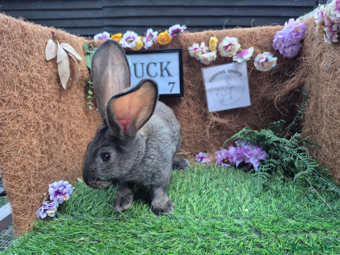 Continental Giant rabbits for sale: Pure Continental Giant Vaccinated  - Image 20