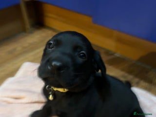 Labrador Retriever dogs Fully Health Tested Outstanding KC Reg Puppies - Advert 6