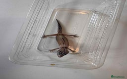 Leopard Gecko reptiles for sale: Leopard Geckos - Image 1