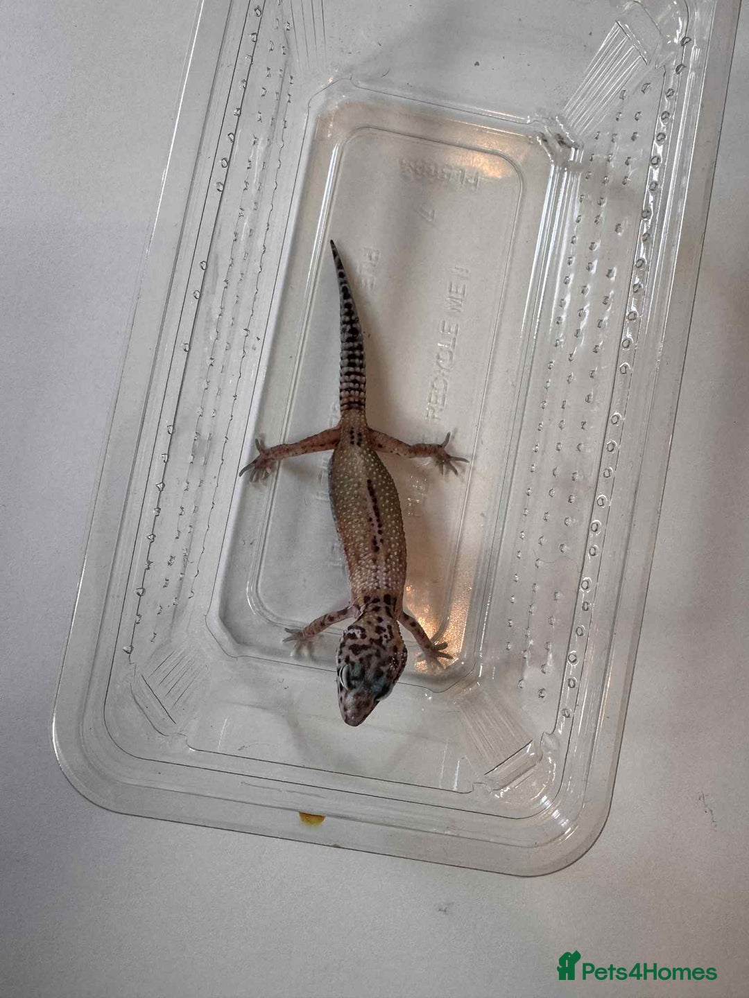 Leopard Gecko reptiles for sale: Leopard Geckos - Image 1