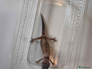 Leopard Gecko reptiles - Advert 12