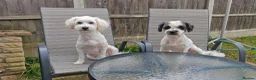 Bichon Frise dogs for sale: Bichon Freeze  - Advert 14
