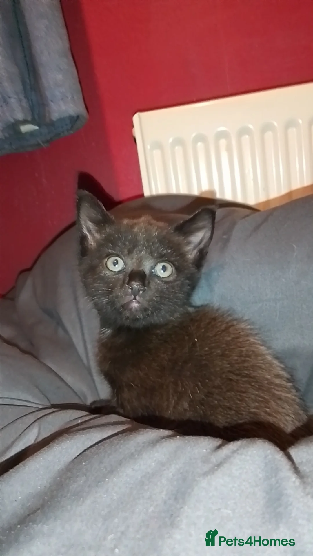 Maine Coon cats for sale: Little Girl kitten  - Advert 2