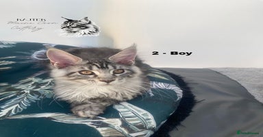 Maine Coon cats - Advert 15
