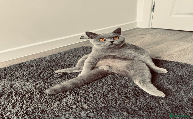 British Shorthair cats - Advert 13