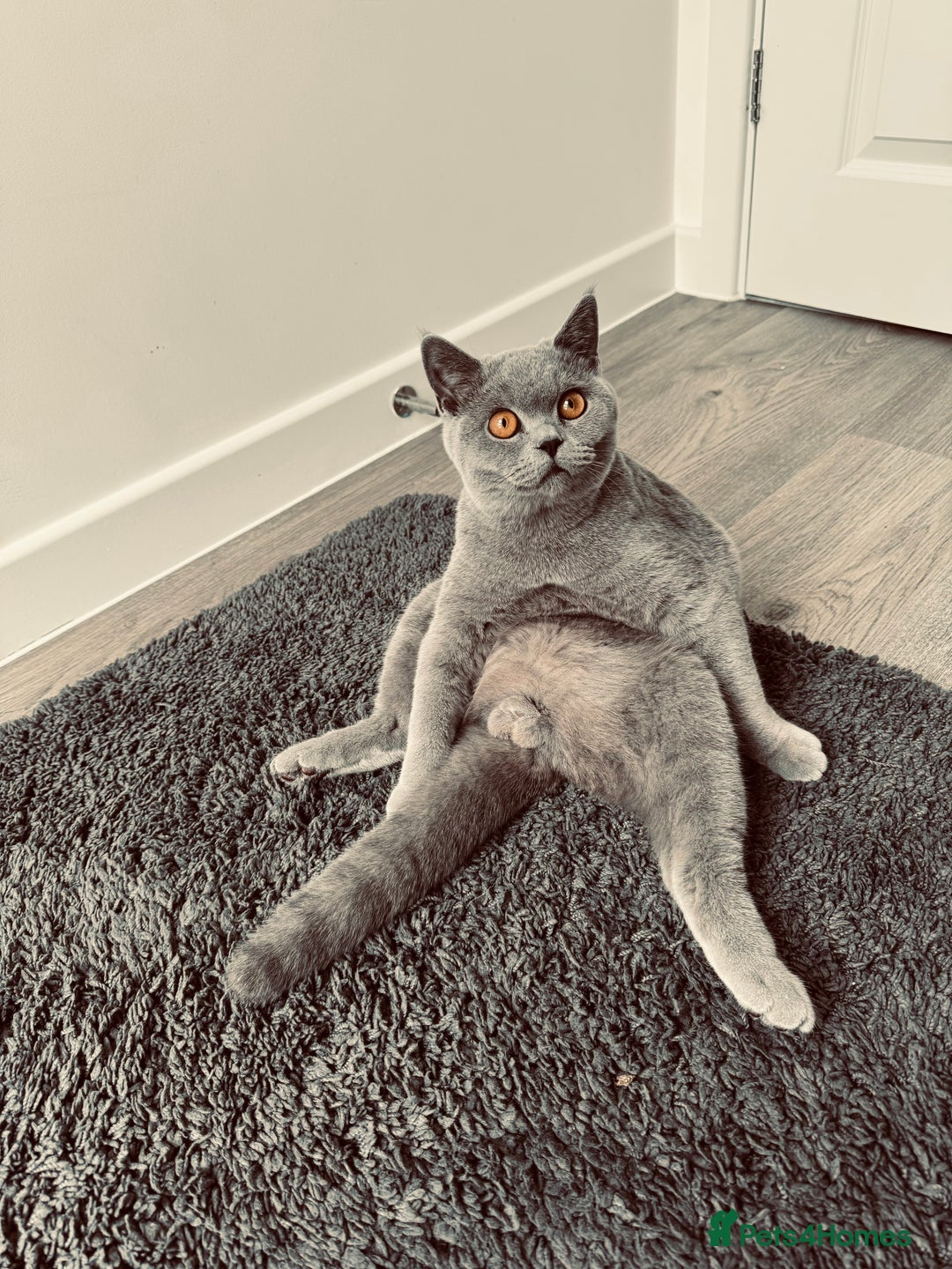 British Shorthair cats for sale: British Blue Shorthair  - Image 1