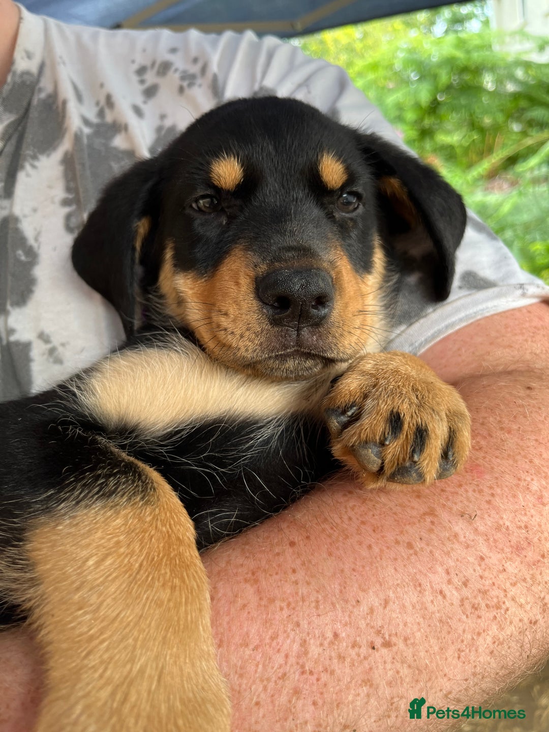 Rottweiler dogs for sale: Healthy Rottweiler puppies ready now  - Image 16