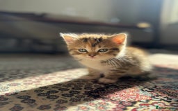 Persian cats for sale: mixed persian & bombay kittens  in Maidstone - Image 17