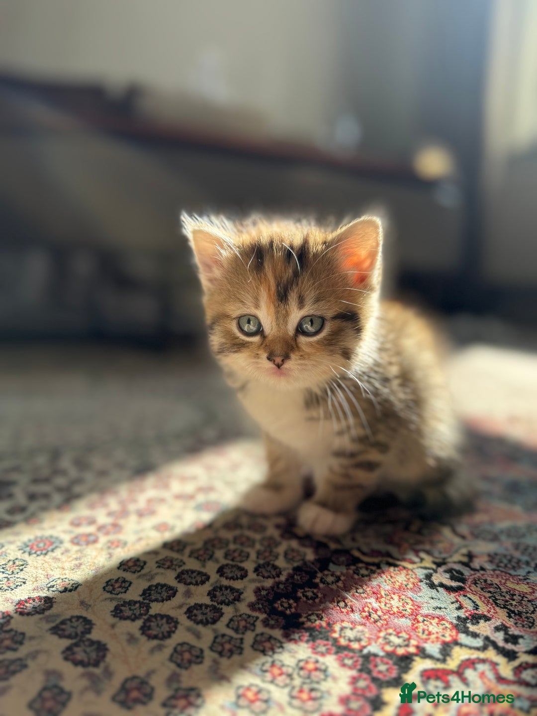 Persian cats for sale: mixed persian & bombay kittens  in Maidstone - Image 17
