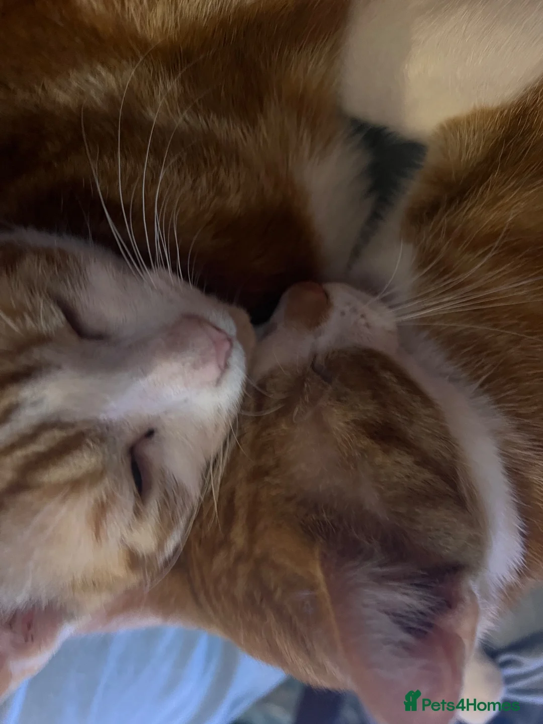 Mixed Breed cats for sale: 4 kittens in need of a loving family - Advert 2