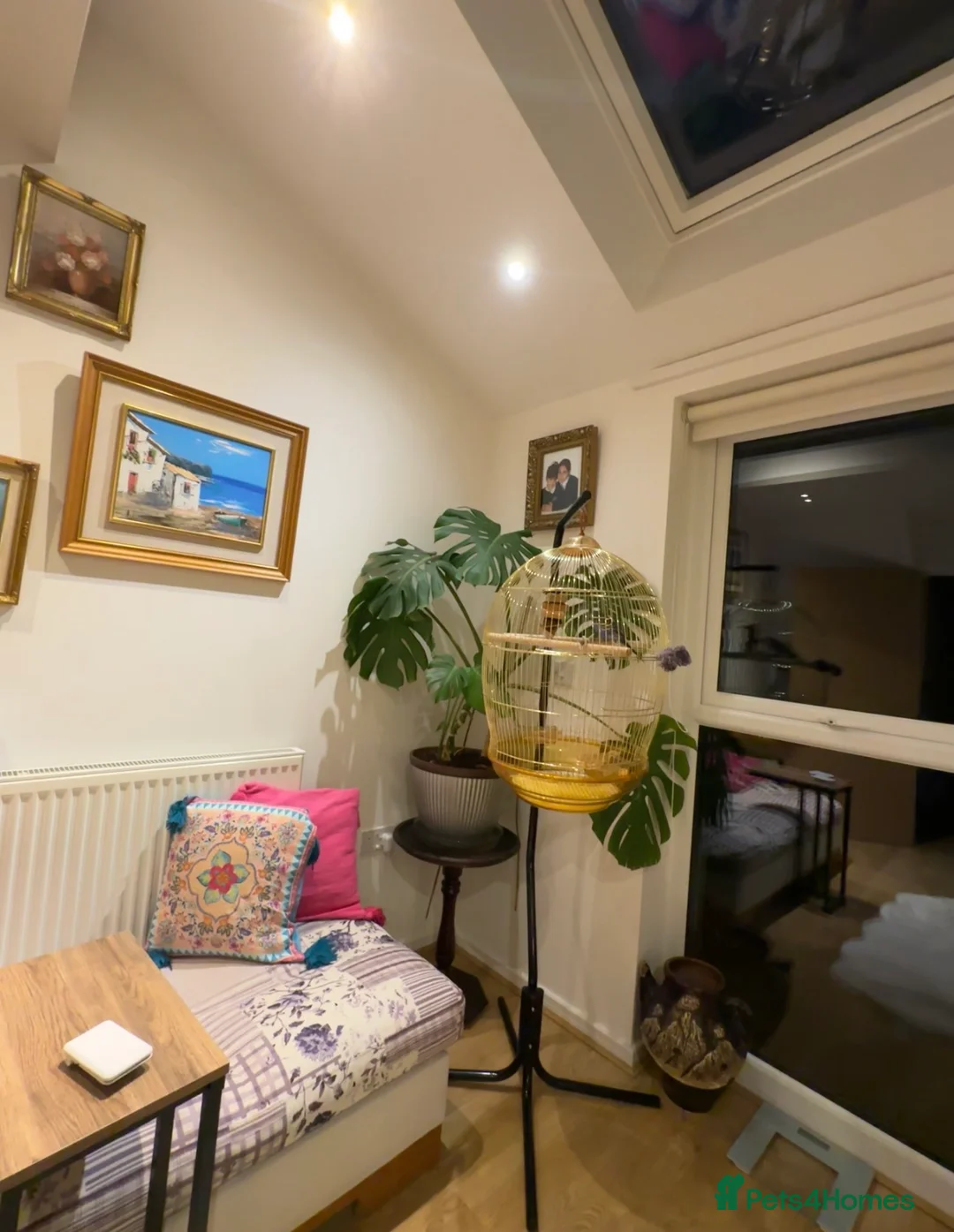 Budgerigars birds for sale: Friendly Male Budgie – Hand Tame & Loving in Liverpool - Advert 4