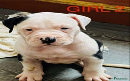 American Bulldog dogs for sale: American Bulldog pups - Image 2