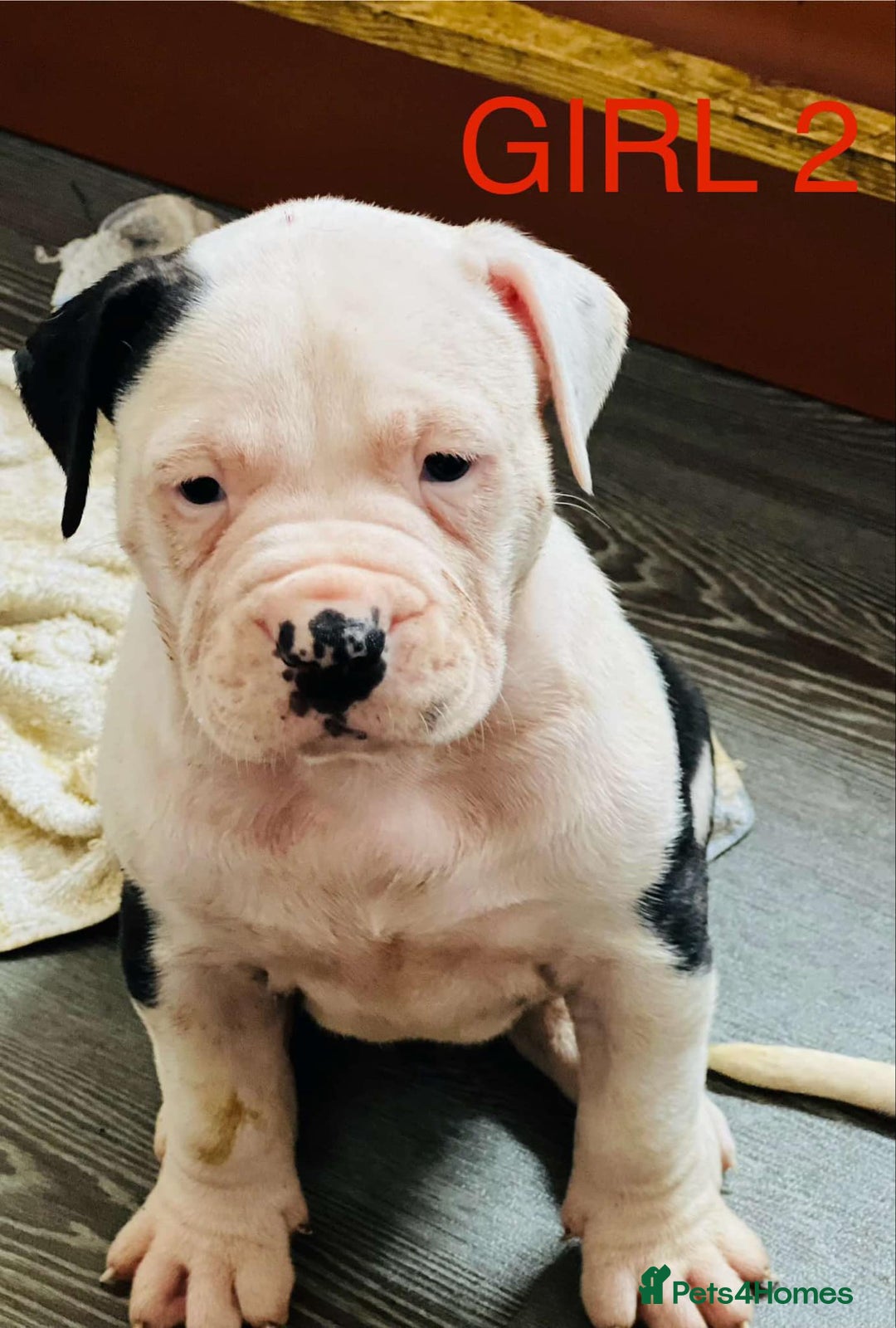 American Bulldog dogs for sale: American Bulldog pups - Image 2