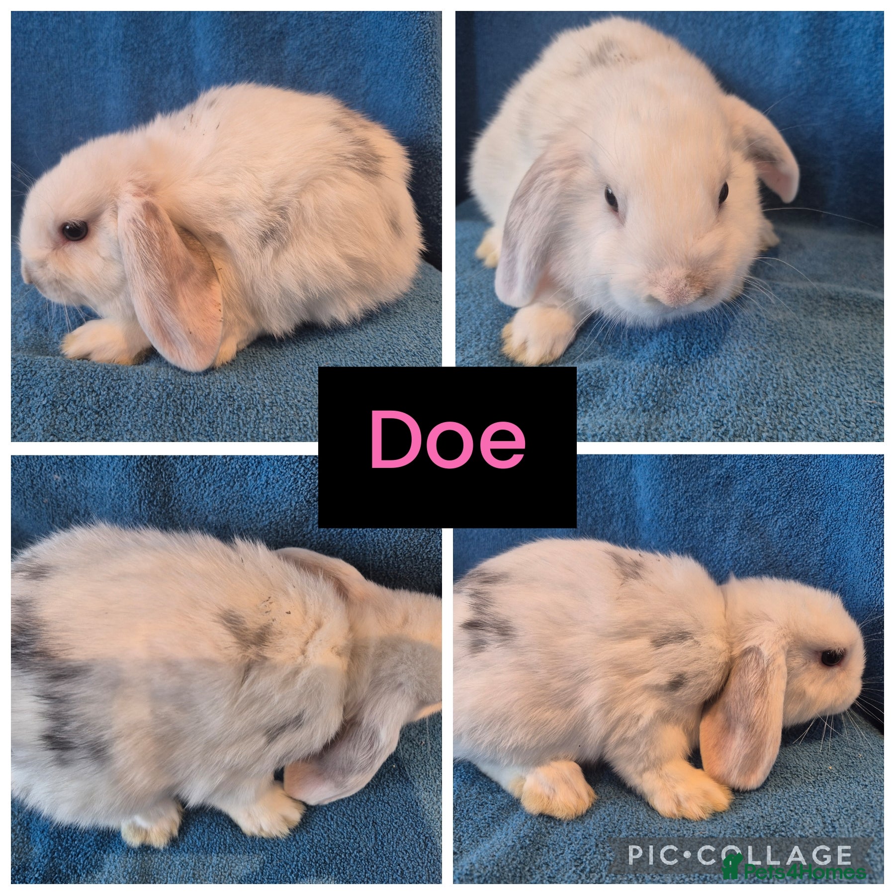 Mini Lop rabbits 5 x stunning mini lops  - Advert 14