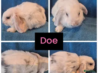 Mini Lop rabbits 5 x stunning mini lops - Advert 14
