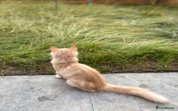 Ragdoll cats for sale: ragdoll cross boy for sale - Image 4