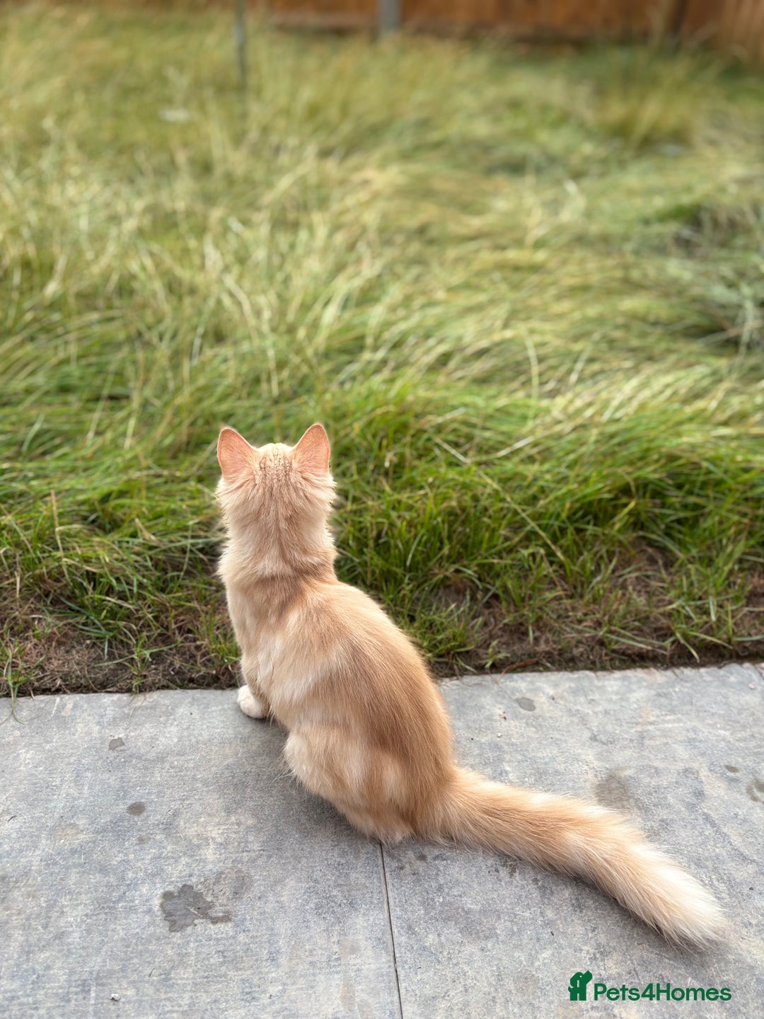 Ragdoll cats for sale: ragdoll cross boy for sale - Image 4