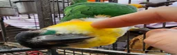 Parrots birds for sale: Gorgeous Black headed Caique  - Advert 5