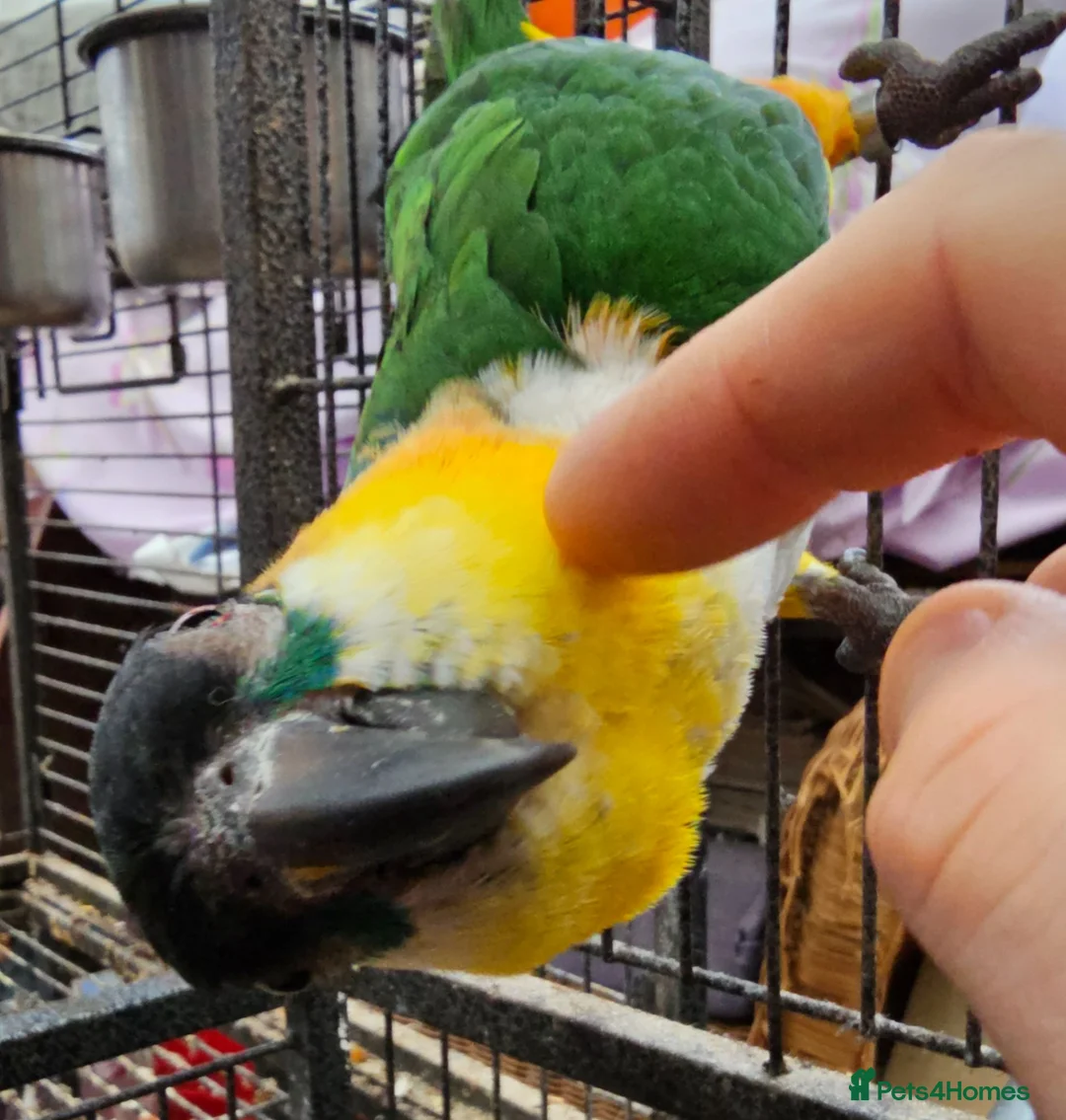 Parrots birds for sale: Gorgeous Black headed Caique  - Advert 5