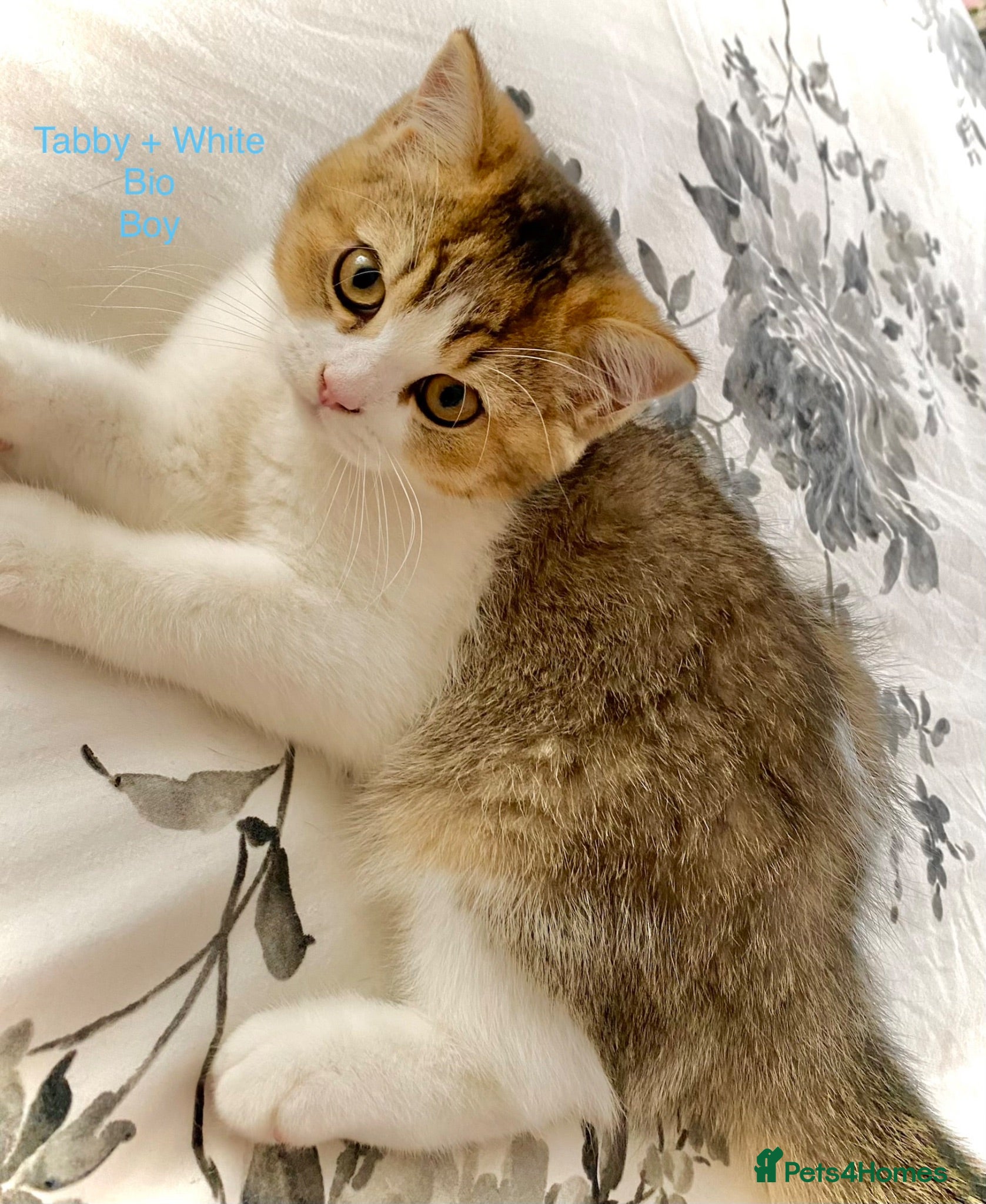 British Shorthair cats British Shorthair kittens - Advert 6